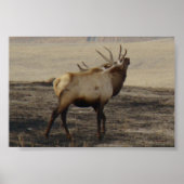 E39 Bull Elk Bugling Poster (Vorne)
