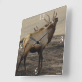 E39 Bull Elk Bugling Quadratische Wanduhr (Winkel)