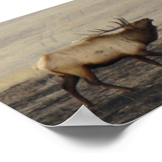 E40 Bull Elk Bugler Poster (Ecke)