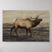E40 Bull Elk Bugler Poster (Vorne)
