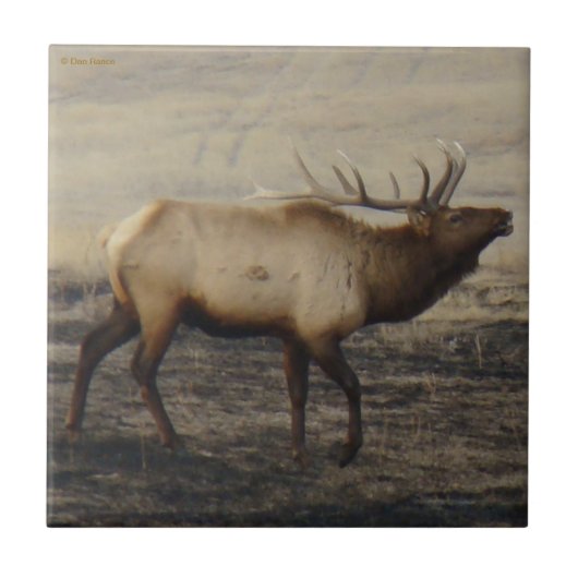E40 Bull Elk Bugling Fliese (Vorderseite)