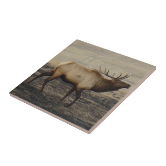 E40 Bull Elk Bugling Fliese (Seite)