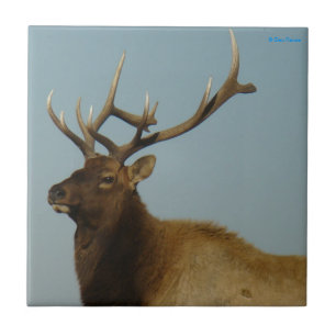 E42 Bull Elk Fliese