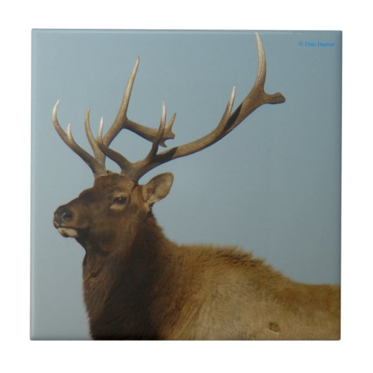 E42 Bull Elk Fliese (Vorderseite)