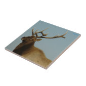 E42 Bull Elk Fliese (Seite)
