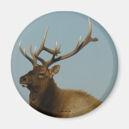 E42 Bull Elk Magnet