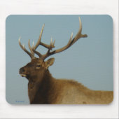 E42 Bull Elk Mousepad (Vorne)