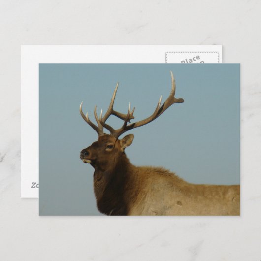 E42 Bull Elk Postkarte (Vorne/Hinten)
