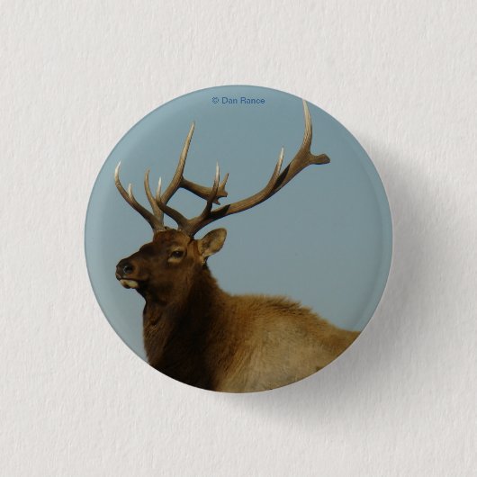 E42 Junger Bull-Elch Button (Vorderseite)