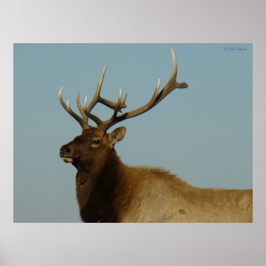 E42 Young Bull Elk Poster (Vorne)