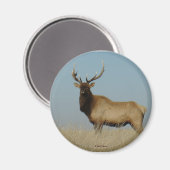 E43 Bull Elk Magnet (Vorderseite/Rückseite)
