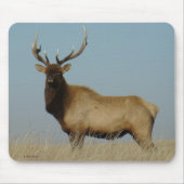 E43 Stier Elche Mousepad (Vorne)