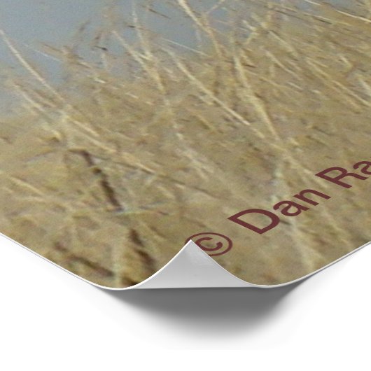 E43 Young Bull Elk Poster (Ecke)