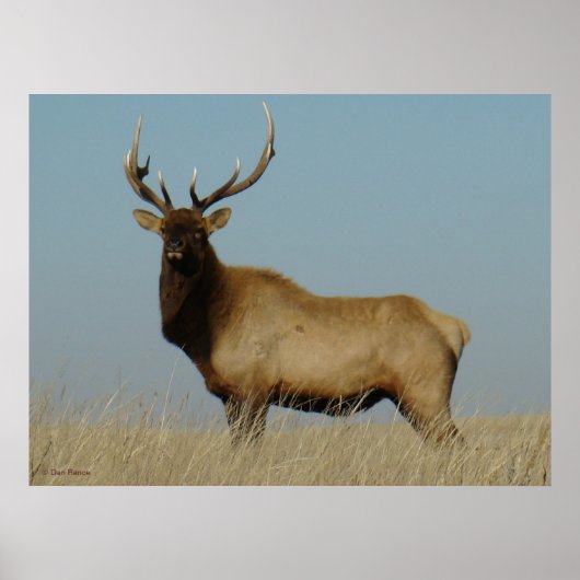 E43 Young Bull Elk Poster (Vorne)
