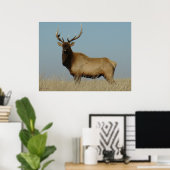 E43 Young Bull Elk Poster (Heimbüro)