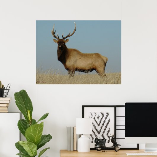 E43 Young Bull Elk Poster (Heimbüro)