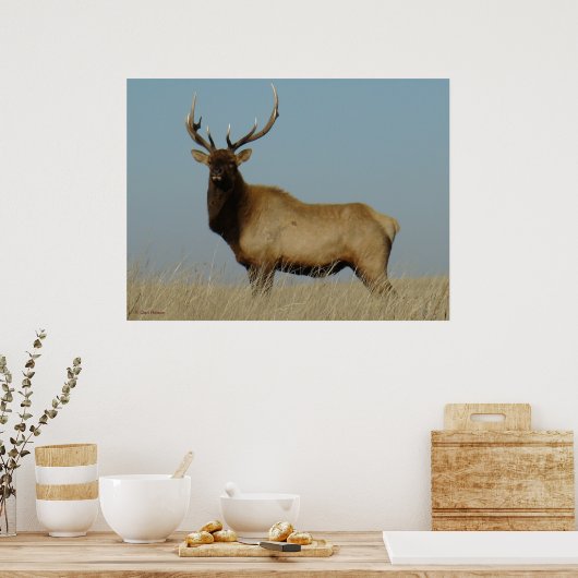 E43 Young Bull Elk Poster (Küche)