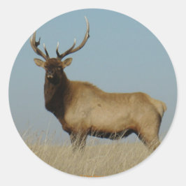 E43 Young Bull Elk Runder Aufkleber