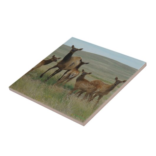 E44 Kuhweih und Kälber Fliese (Seite)