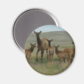 E44 Kuhweih und Kälber Magnet (Vorderseite/Rückseite)