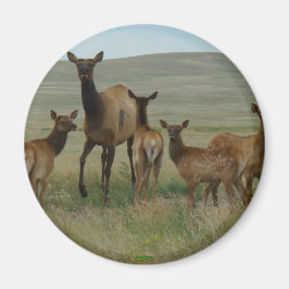 E44 Kuhweih und Kälber Magnet