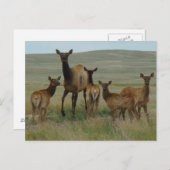 E44 Kuhweih und Kälber Postkarte (Vorne/Hinten)