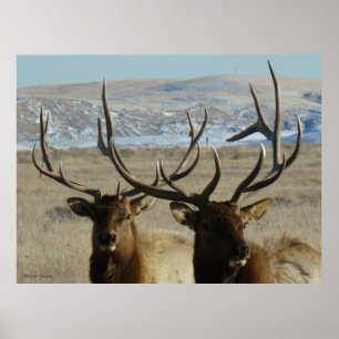 E45 Bull-Elchköpfe Poster