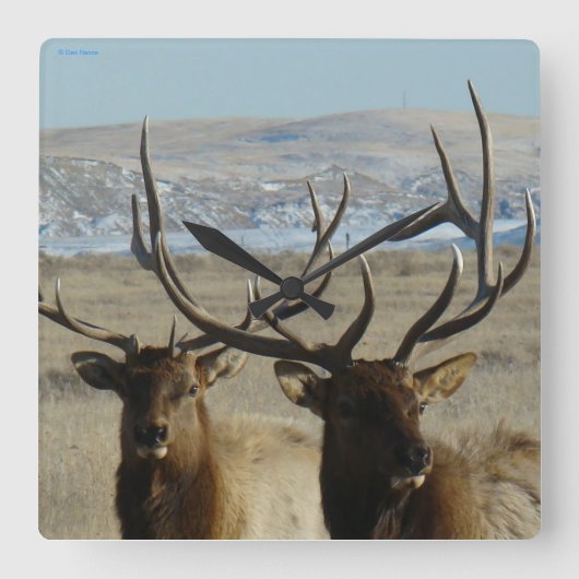 E45 Bull Elk Close Up Quadratische Wanduhr (Vorderseite)