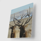 E45 Bull Elk Close Up Quadratische Wanduhr (Winkel)