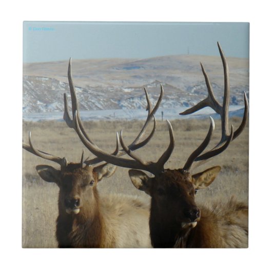 E45 Bull Elk Head Shot Fliese (Vorderseite)