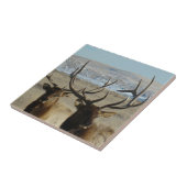 E45 Bull Elk Head Shot Fliese (Seite)