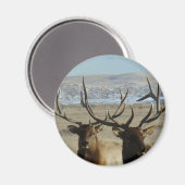 E45 Bull Elk Heads Magnet (Vorderseite/Rückseite)