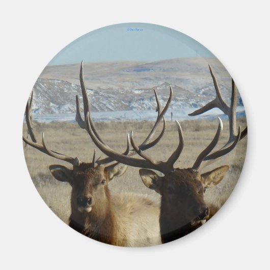 E45 Bull Elk Heads Magnet (Vorne)