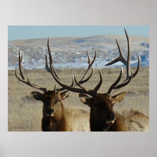 E45 Bull Elk Heads Poster (Vorne)