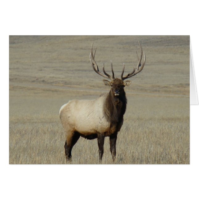 E46 Bull Elk Big Bull (Vorderseite (Horizontal))