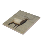 E46 Bull Elk Big Bull Fliese (Seite)