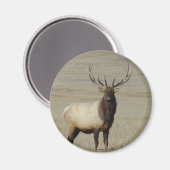 E46 Bull Elk Big Bull Magnet (Vorderseite/Rückseite)