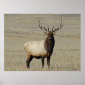 E46 Bull Elk Big Bull Poster (Vorne)
