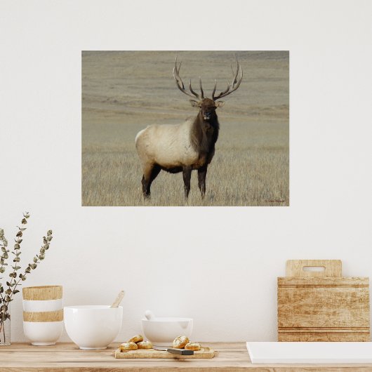 E46 Bull Elk Big Bull Poster (Küche)