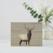 E46 Bull Elk Big Bull Postkarte (Stehend Vorderseite)
