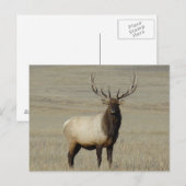 E46 Bull Elk Big Bull Postkarte (Vorne/Hinten)