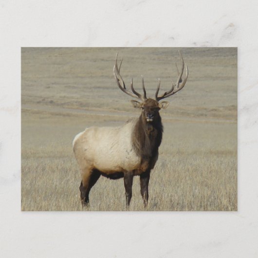 E46 Bull Elk Big Bull Postkarte (Vorderseite)