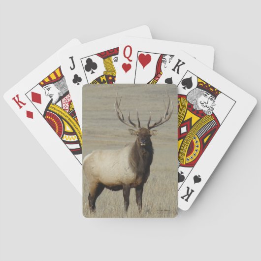 E46 Bull Elk Big Bull Spielkarten (Rückseite)