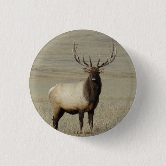 E46 Bull Elk Großer Bulle Button (Vorderseite)