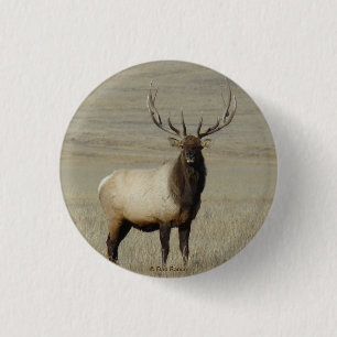 E46 Bull Elk Großer Bulle Button