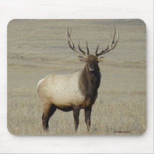 E46 Bull Elk Großer Bulle Mousepad