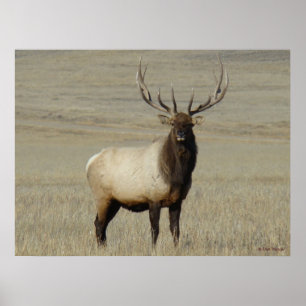 E46 Bull Elk Großer Bulle Poster