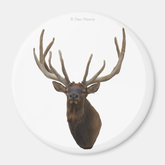 E48 Bull Elk Head in Velvet Magnet (Vorne)