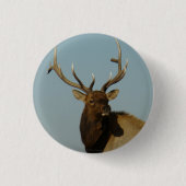 E49 Bull Elk Button (Vorderseite)