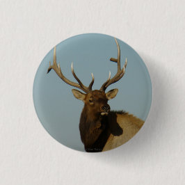 E49 Bull Elk Button